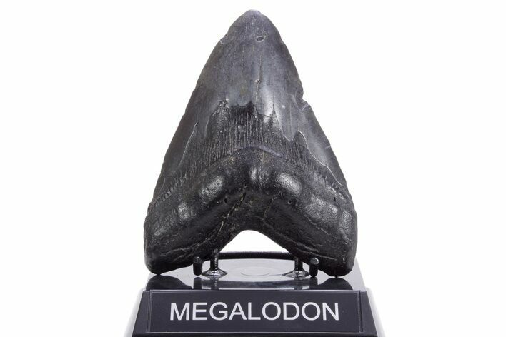 Fossil Megalodon Tooth - South Carolina #360762